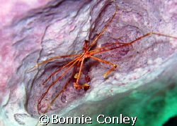 Arrow Crab in Tobago.  Photo taken with a PowerShot SD 550. by Bonnie Conley 
